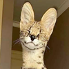 Bimbo_Bungus's Avatar