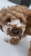 GrandmasAccord's Avatar