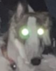 ChangoTheLion's Avatar