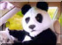 drunkenpanda's Avatar
