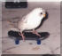 Skatecamgo's Avatar