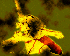 kvassassin's Avatar