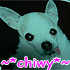 SHG_chihuahua's Avatar