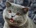 Happy Cat's Avatar