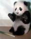 cpt.panda1's Avatar