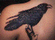 Crow217's Avatar