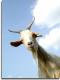G.O.A.T.'s Avatar