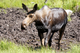 Swamp Donkey's Avatar