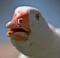 DeCoY's Avatar