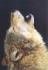 Grr Wolfe's Avatar