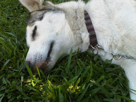 Wolf.Rain's Profile Picture